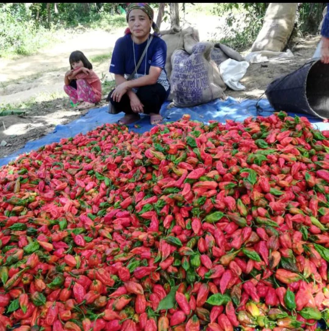 A farmer in Nagaland beside her Naga King Chilli harvest