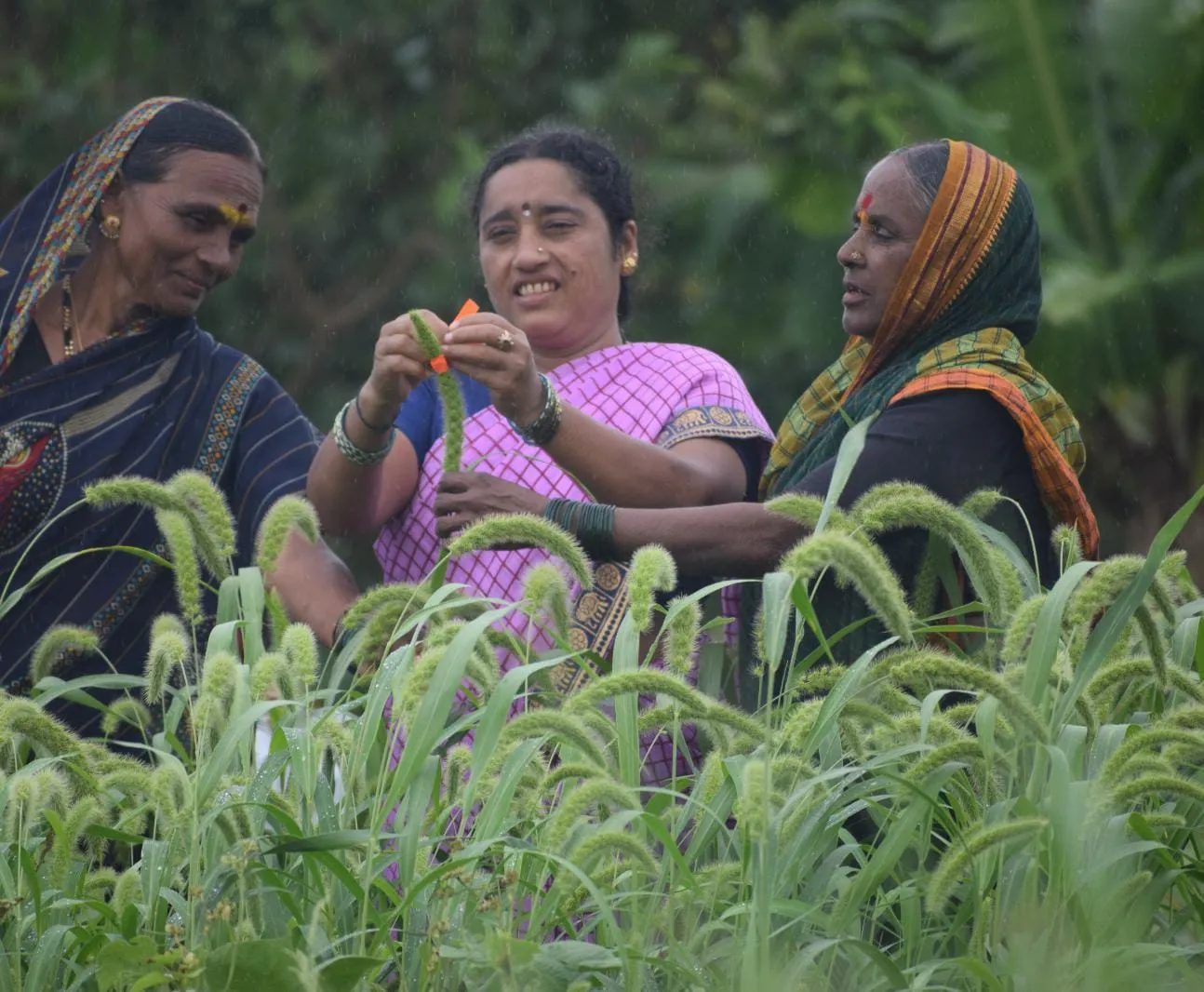 Three women farmers inspecting foxtail millet in a field in Karnataka