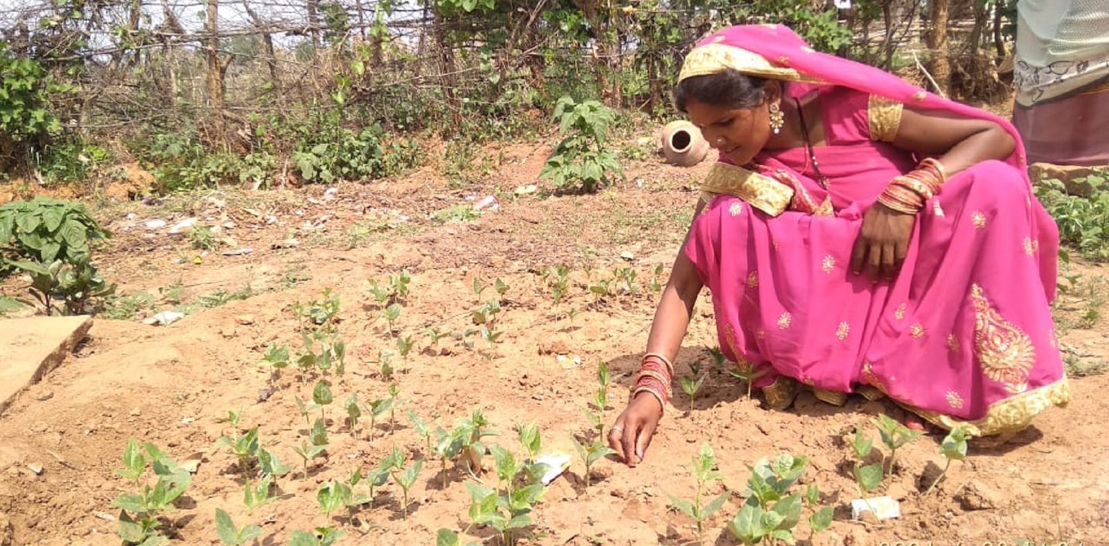 A woman tends seedlings in a household nutrition garden in Madhya Pradesh